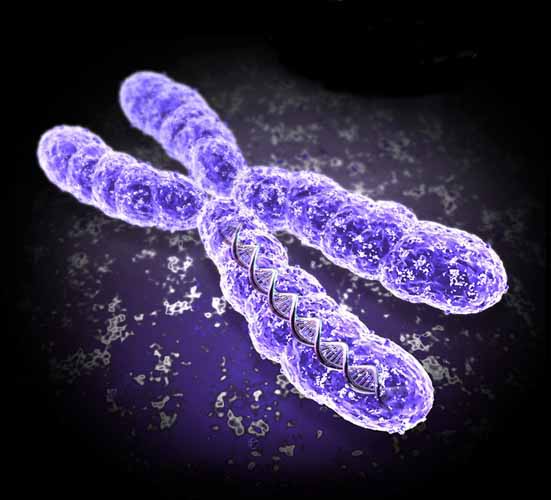 chromosome telomere