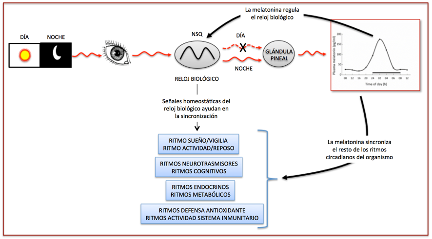 chronodisruption, insomnia and melatonin