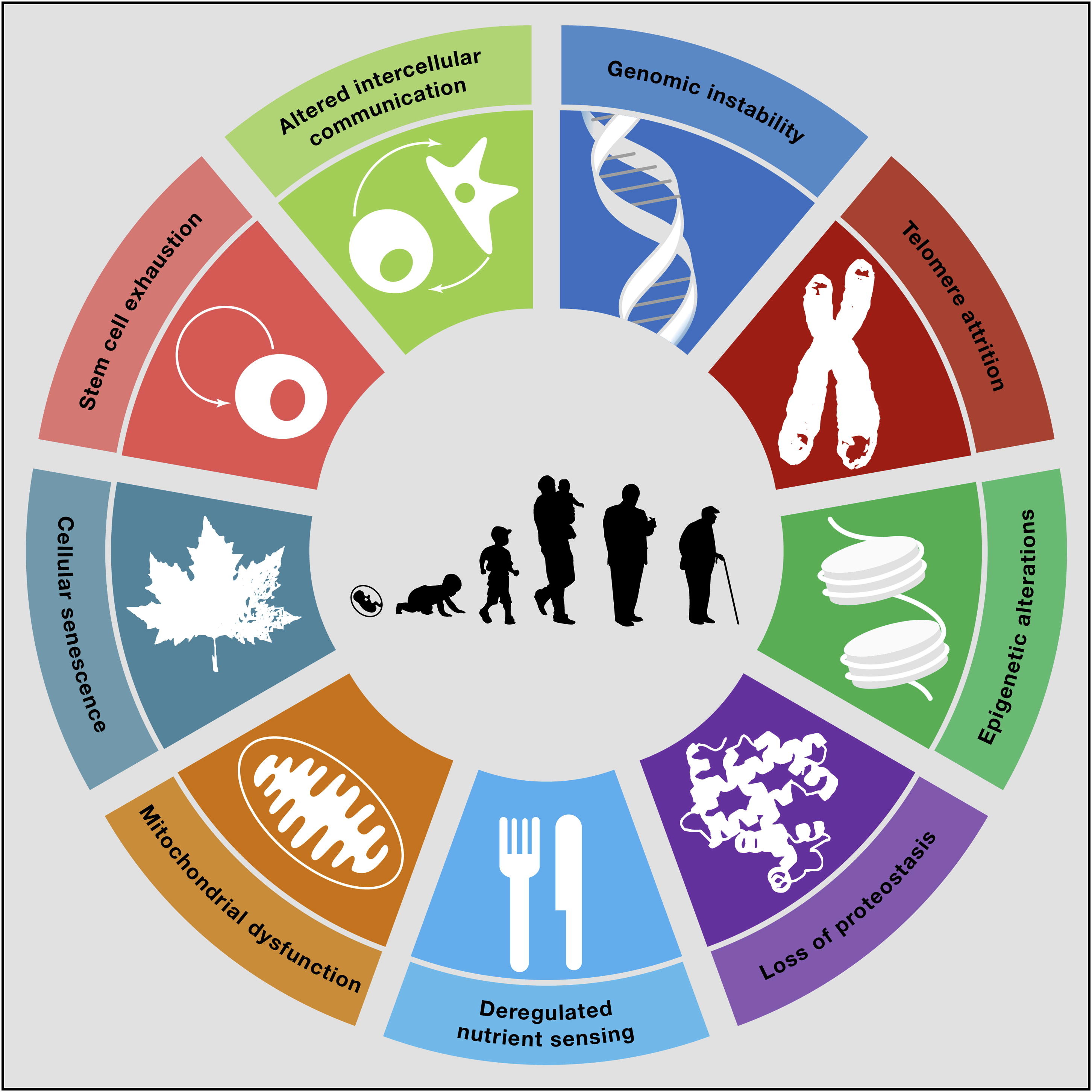 Neolife. 9 mechanisms of ageing