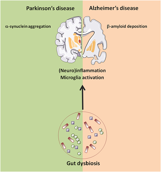 Neolife - Gut microbiota: 