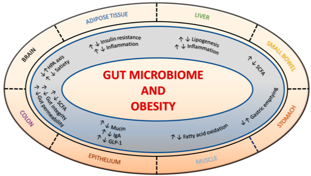 Neolife - La microbiota intestinal (2)