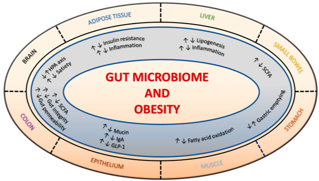 Neolife - Gut microbiota (2): 