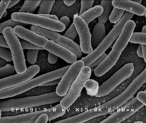 Neolife - La microbiota intestinal (3)