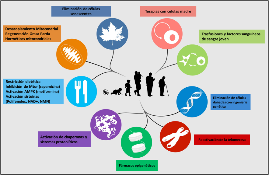  The future of medicine Age Management Medicine. 