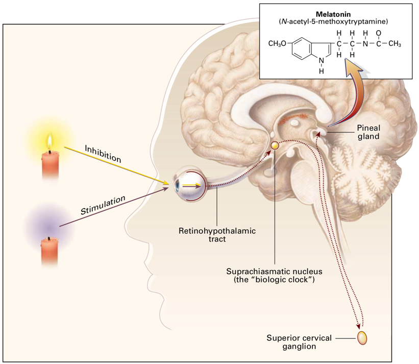 Melatonin at high doses protects against cancer