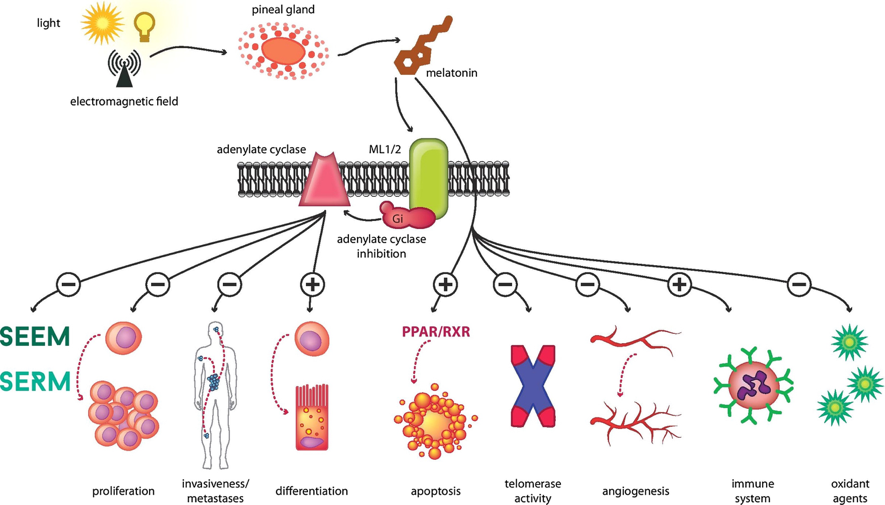 Melatonin at high doses protects against cancer