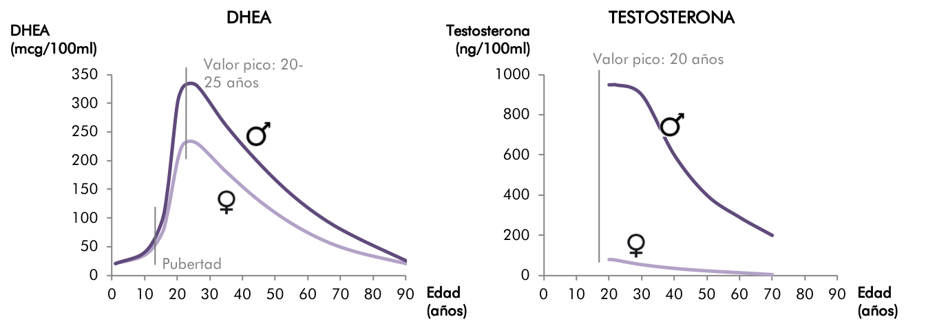 DHEA and testosterone