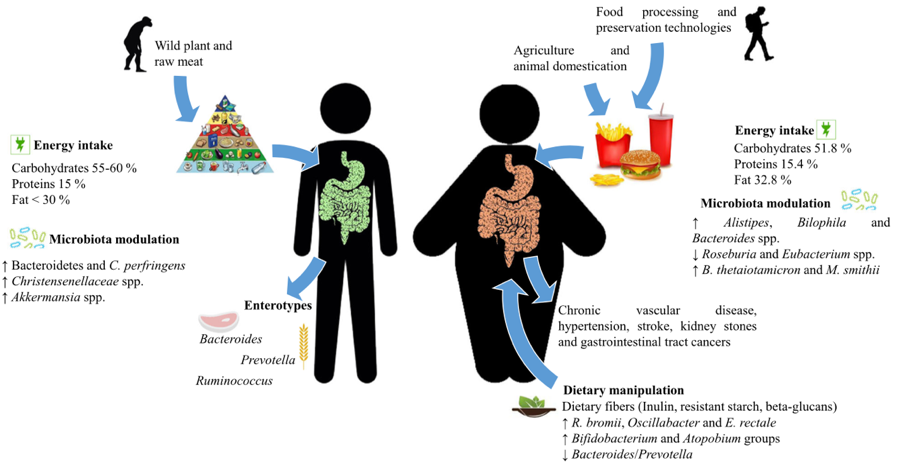 Dieta microbiota menú