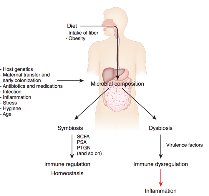 microbiota intestinal