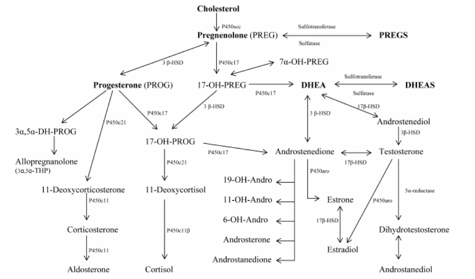 pregnenolone