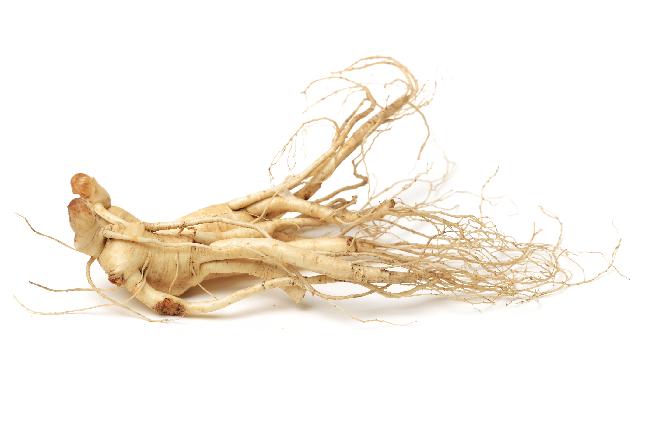 Korean ginseng