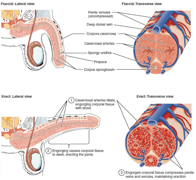 erectile dysfunction