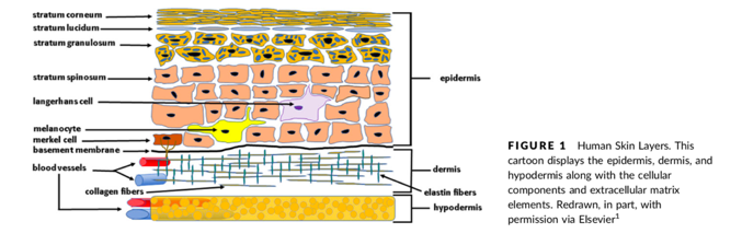 hormones and skin