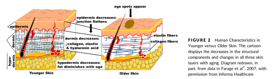 Hormones and skin