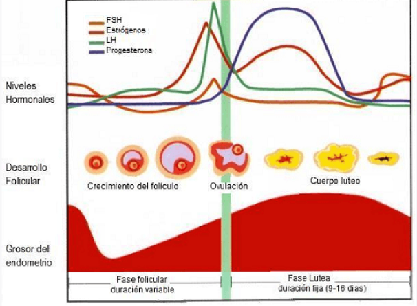 progesterone