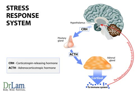 fatiga adrenal