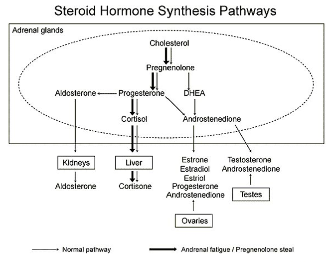 fatiga adrenal