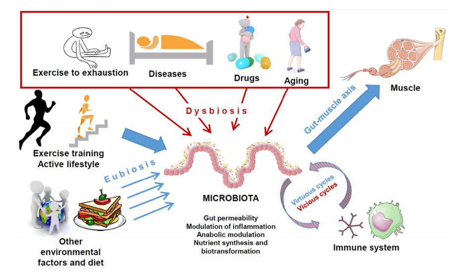 Physical activity and coronavirus