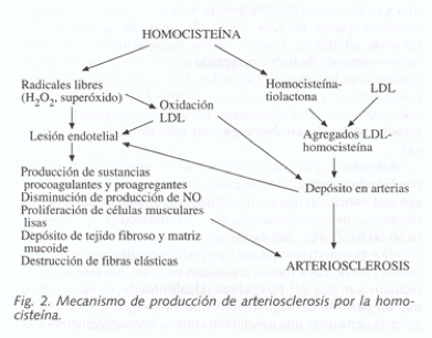 homocysteine