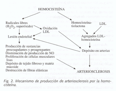 homocisteina