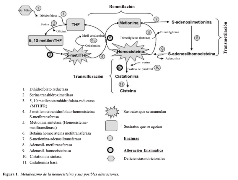 homocysteine