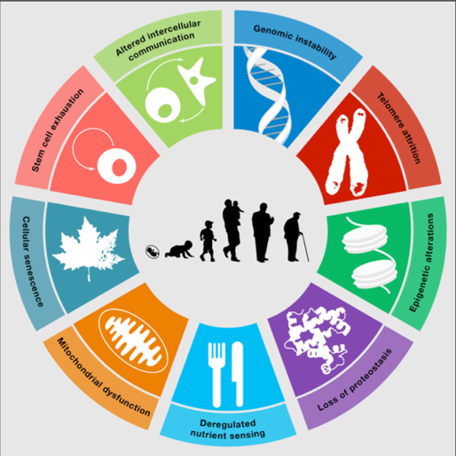 The pharmacology of aging