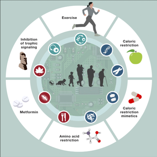 The pharmacology of aging