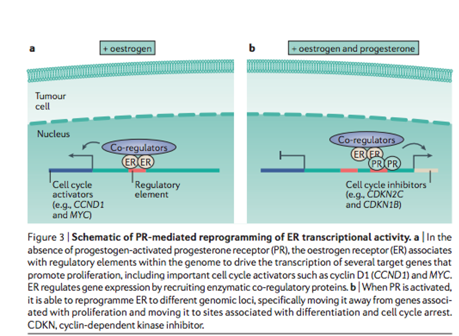 HRT and breast cancer