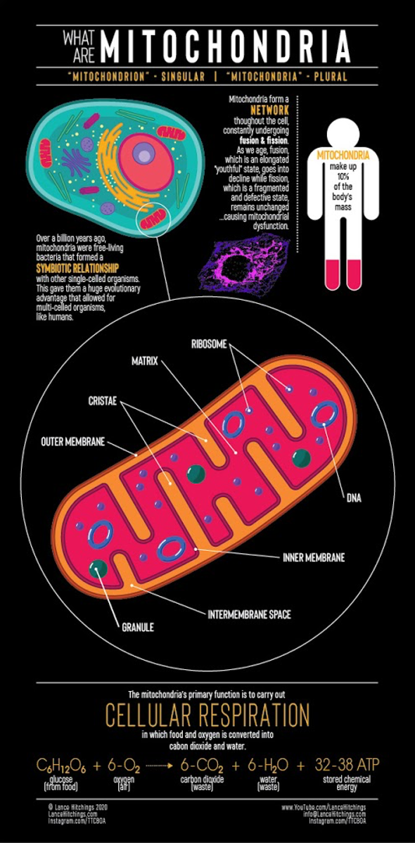 mitochondrial dysfunction