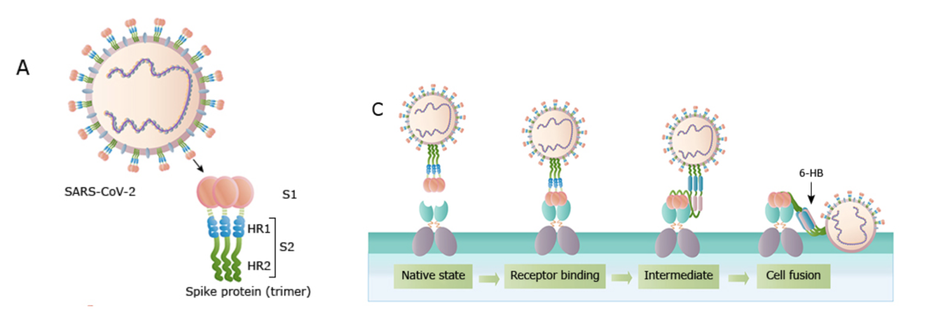 covid vaccine