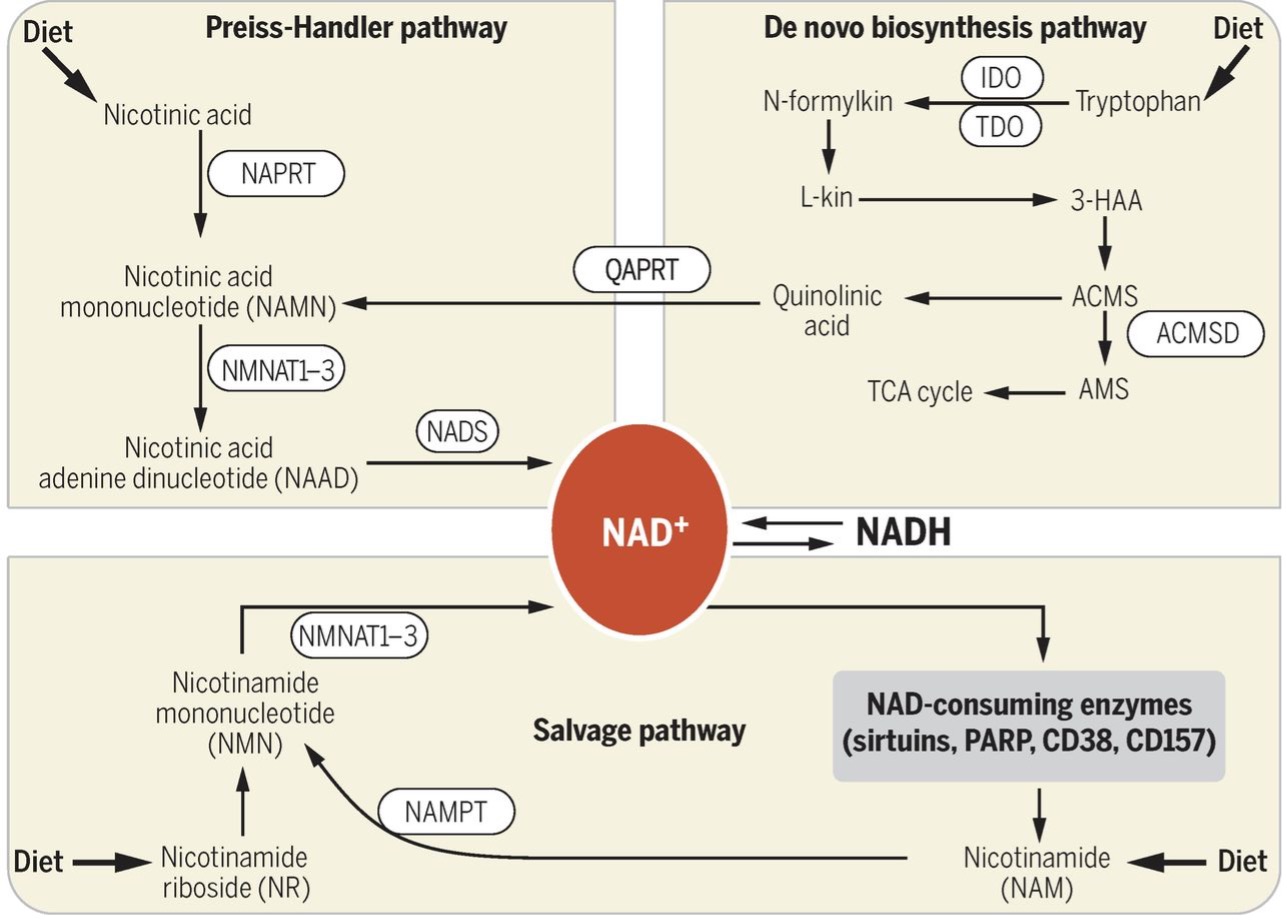 NAD