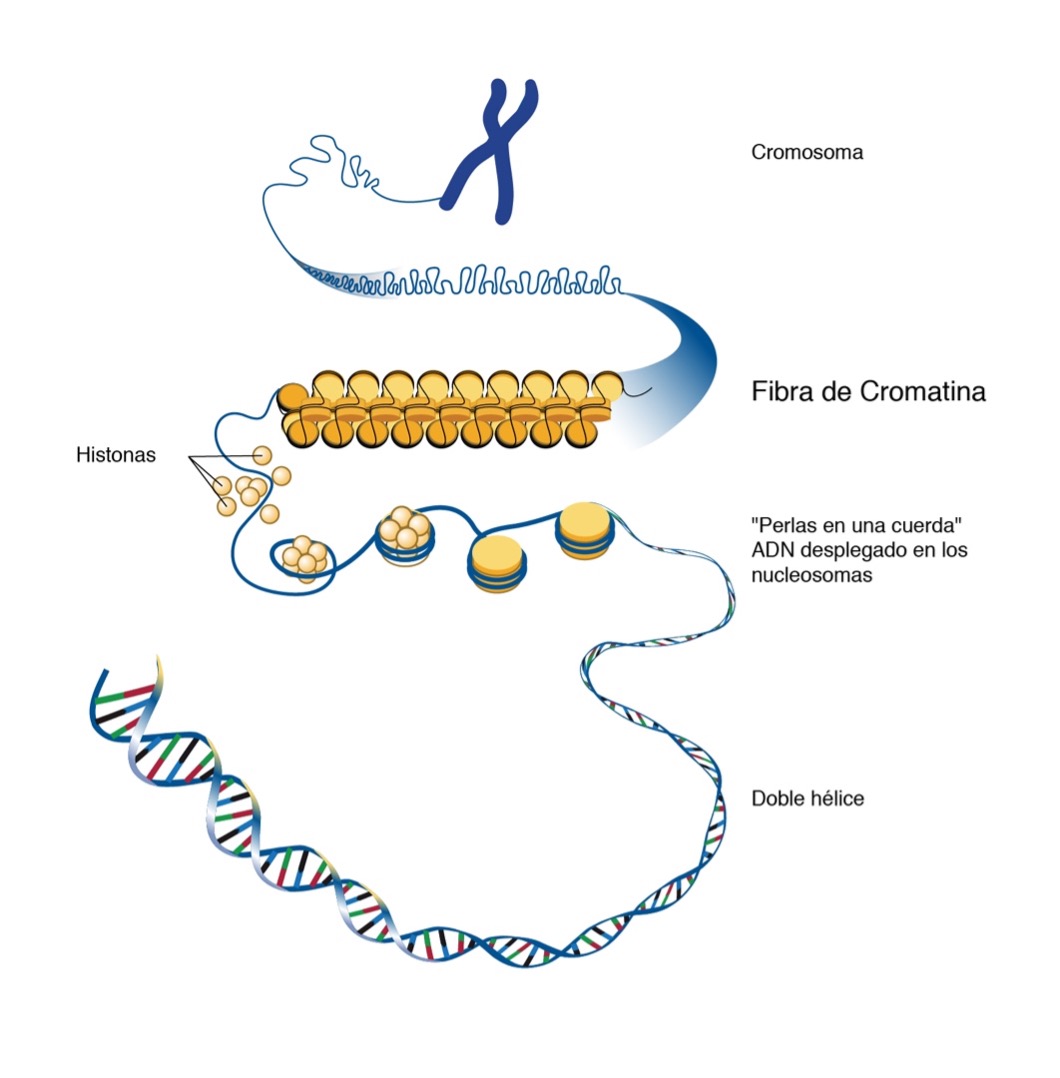 methylation