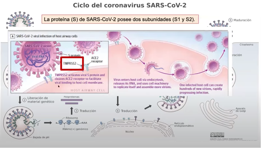 Ciclo del coranavirus