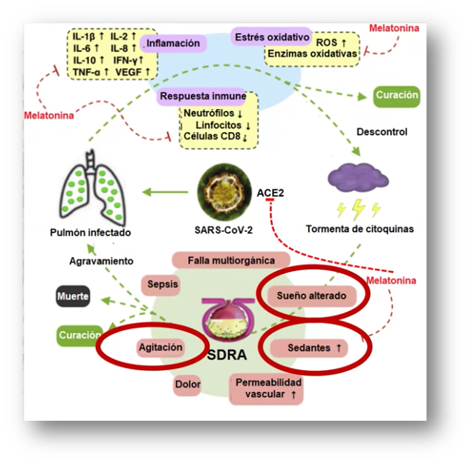 La melatonina y el COVID-19