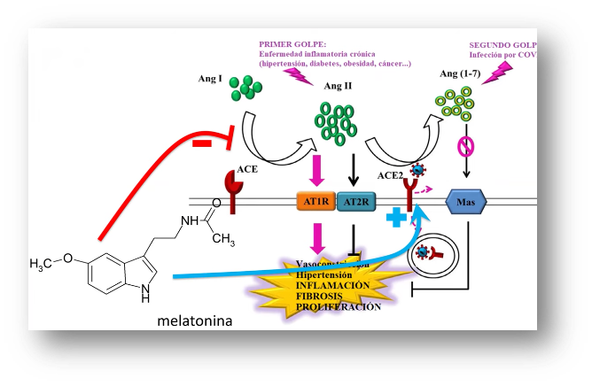 La melatonina y el COVID-19