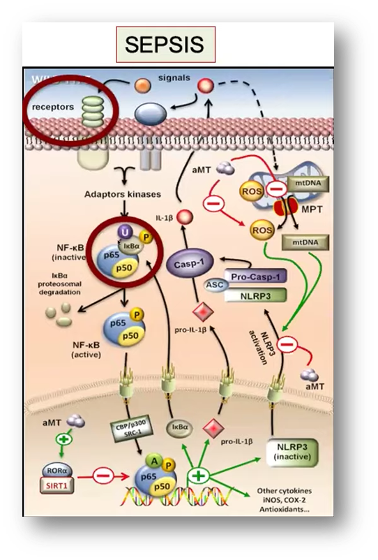 Sepsis