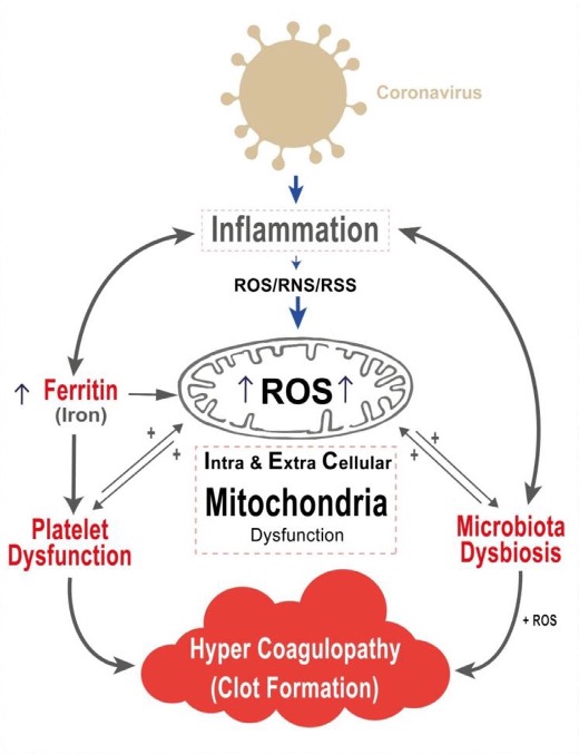 Mitocondria y disbiosis en la base de la enfermedad por COVID-19