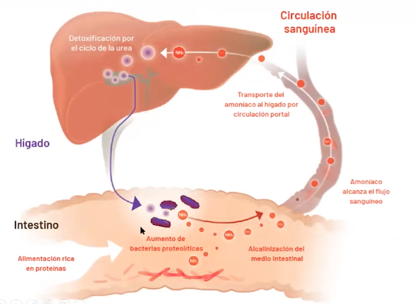 Microbiota intestinal