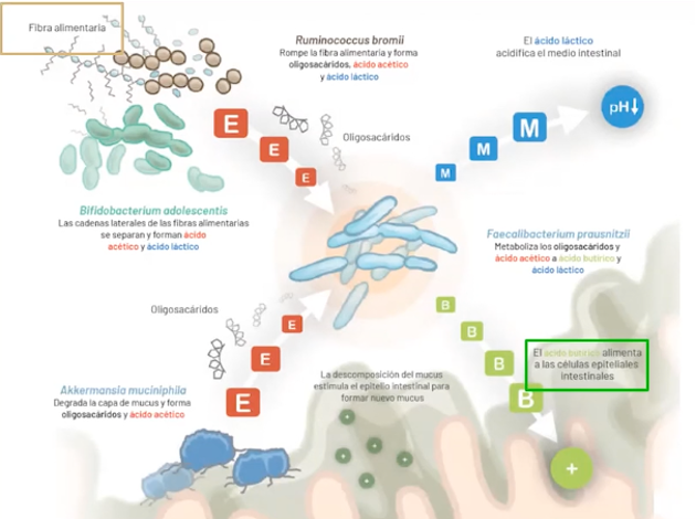 Microbiota intestinal