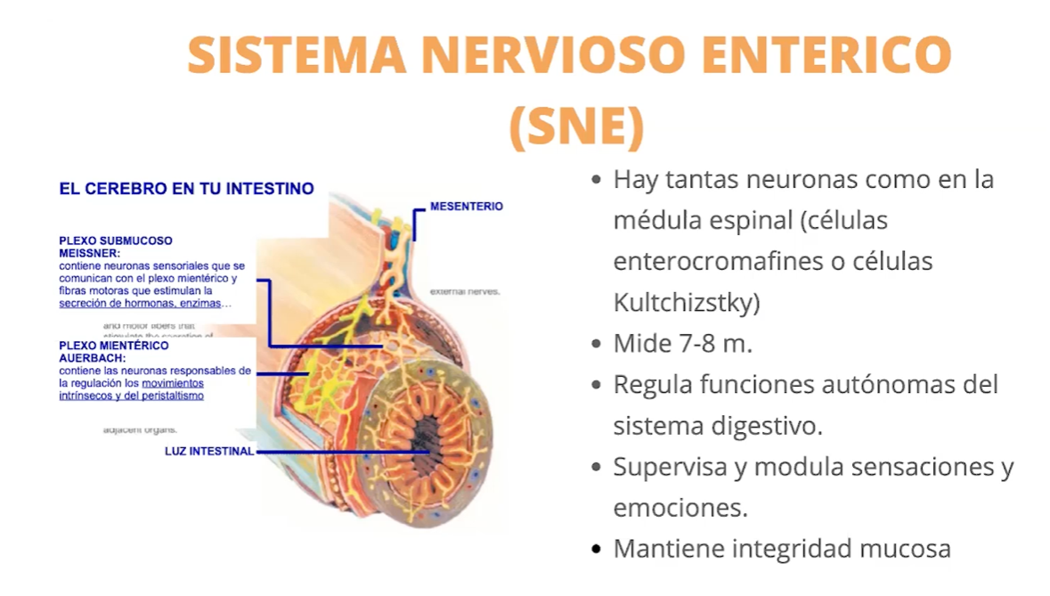 Microbiota intestinal