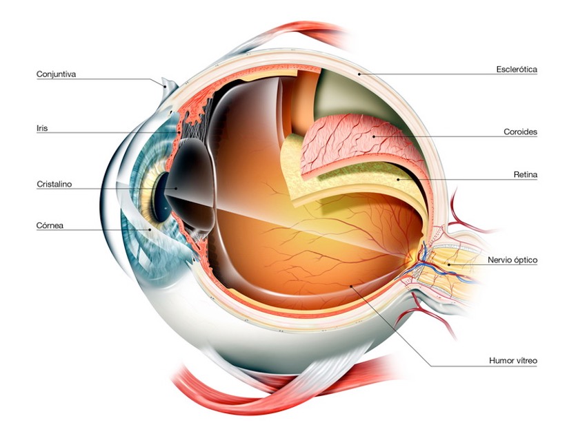 Envejecimiento ocular