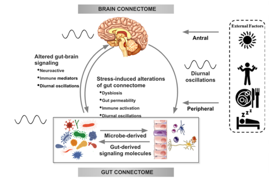 Intestino-cerebro-microbiota