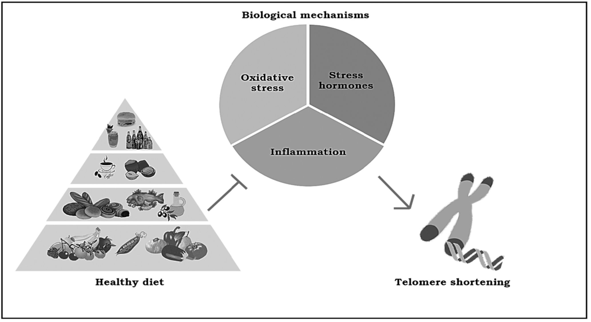 La nutrición a partir de los 65 años