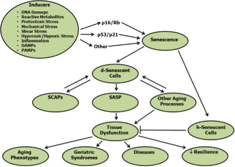 Cellular Senescence