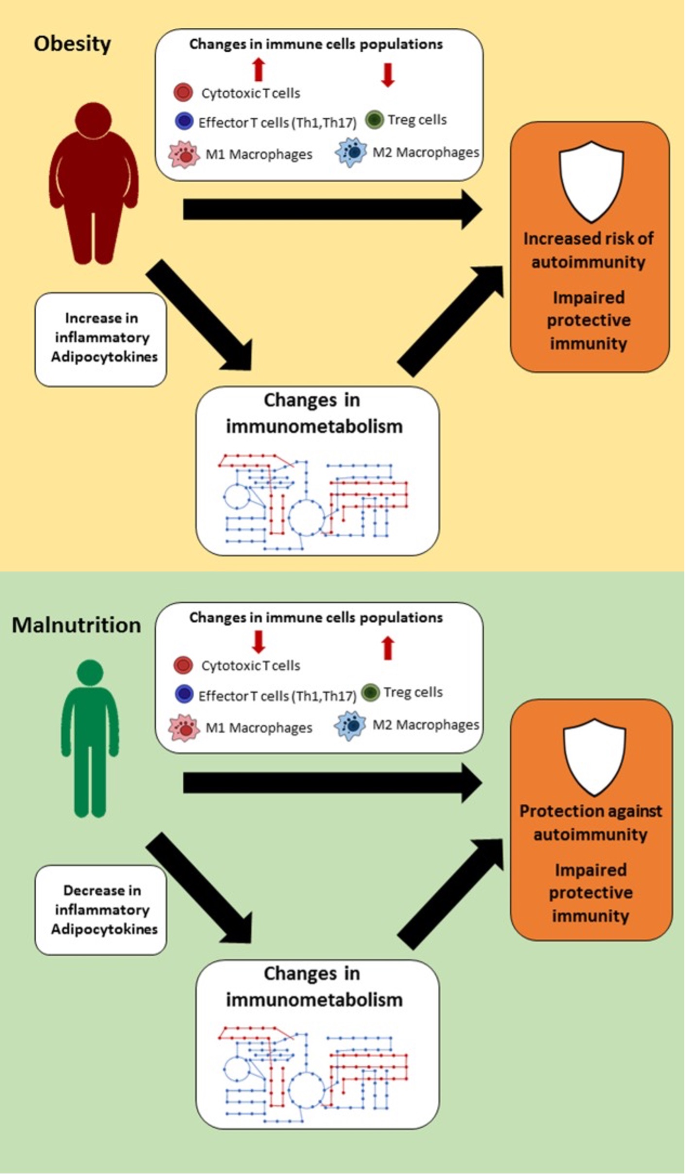 Nutrition and Immune System Disorders