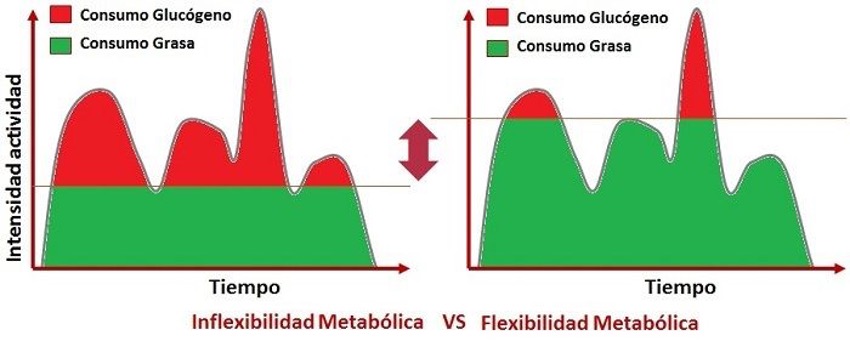 Flexibilidad metabólica