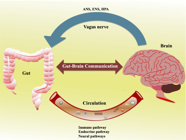 obesidad y microbiota