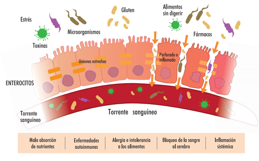 proteína