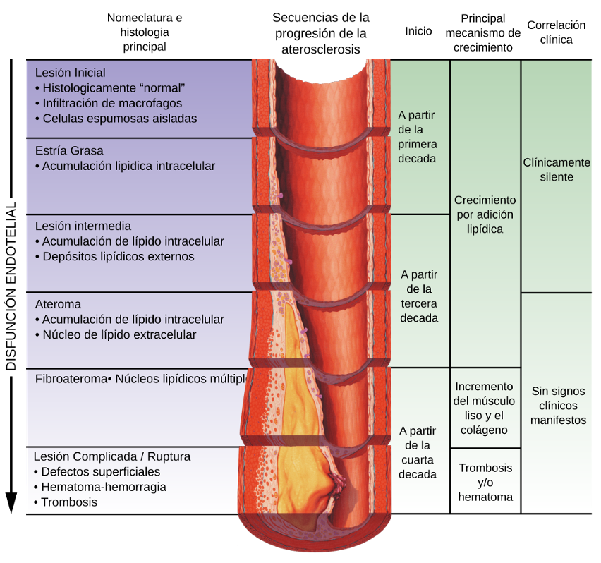 testosterona