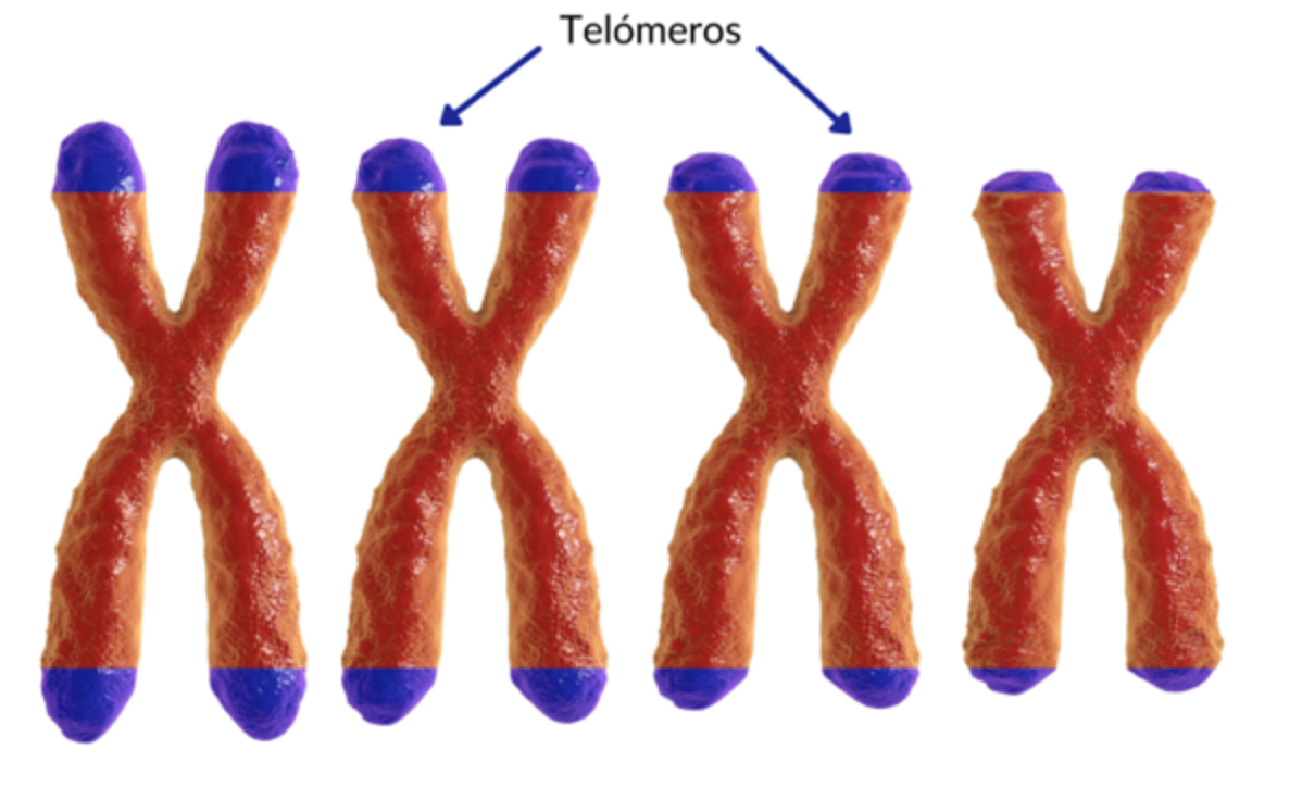 Envejecimiento, telómeros y dieta mediterránea , grandes aliados